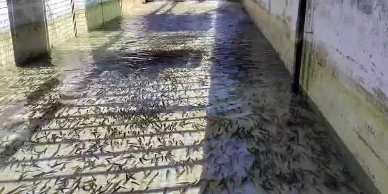 |VIDEO| Čišćenje vanjskog bazena