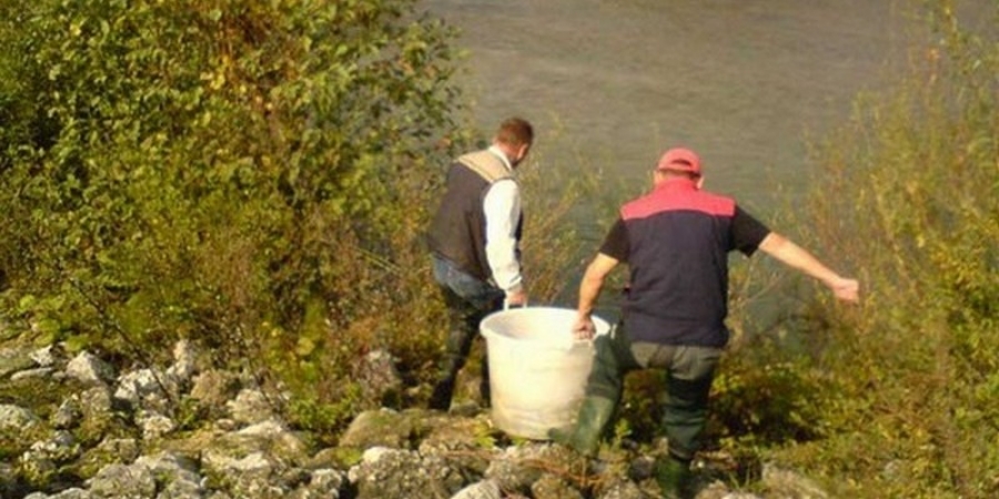 Poribljavanje 2008.