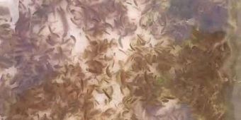 Prirodna ishrana mlađi salmonida