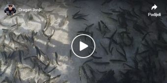 Potočna pastrmka u mrijestili&scaron;tu